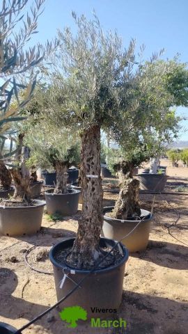 OLEA EUROPAEA BONSAI C160-230L 60/80 HT175/200