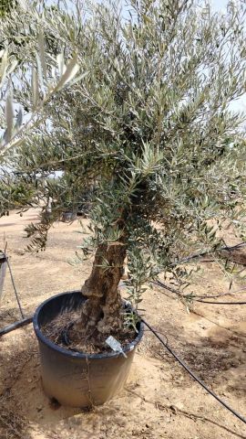 OLEA EUROPAEA BONSAI C160-230L 60/80 HT175/200