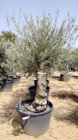 OLEA EUROPAEA BONSAI C160-230L 60/80 HT175/200