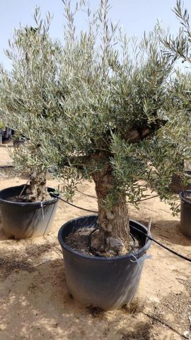 OLEA EUROPAEA BONSAI C160-230L 60/80 HT175/200