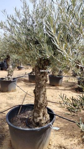 OLEA EUROPAEA BONSAI C160-230L 60/80 HT175/200