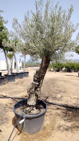 OLEA EUROPAEA BONSAI C160-230L 60/80 HT175/200