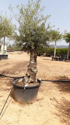 OLEA EUROPAEA BONSAI C160-230L 60/80 HT175/200