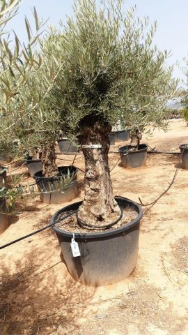 OLEA EUROPAEA BONSAI C160-230L 60/80 HT175/200