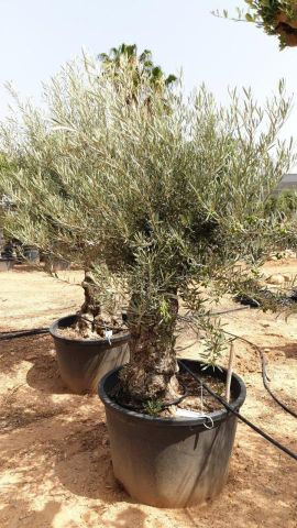 OLEA EUROPAEA BONSAI C160-230L 60/80 HT175/200
