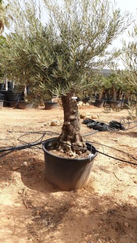 OLEA EUROPAEA BONSAI C160-230L 60/80 HT175/200