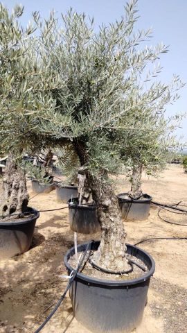 OLEA EUROPAEA BONSAI C160-230L 60/80 HT175/200