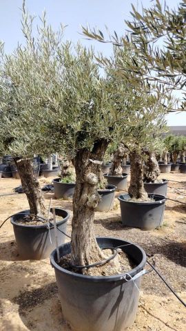 OLEA EUROPAEA BONSAI C160-230L 60/80 HT175/200