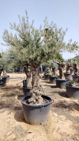OLEA EUROPAEA BONSAI C160-230L 60/80 HT175/200