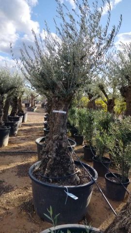 OLEA EUROPAEA BONSAI C160-230L 60/80 HT175/200