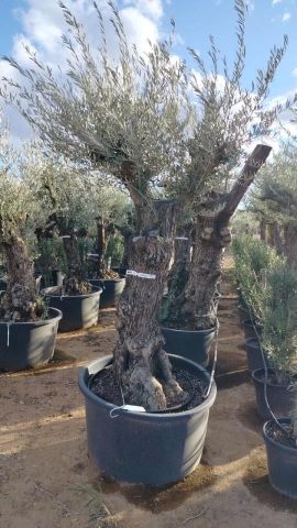 OLEA EUROPAEA BONSAI C160-230L 60/80 HT175/200