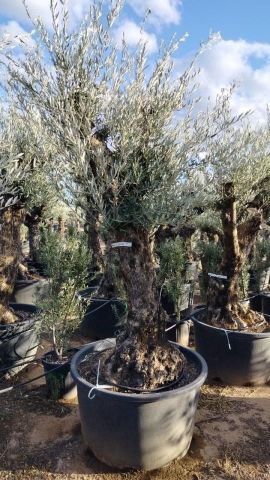 OLEA EUROPAEA BONSAI C160-230L 60/80 HT175/200