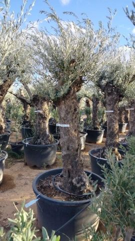 OLEA EUROPAEA BONSAI C160-230L 60/80 HT175/200