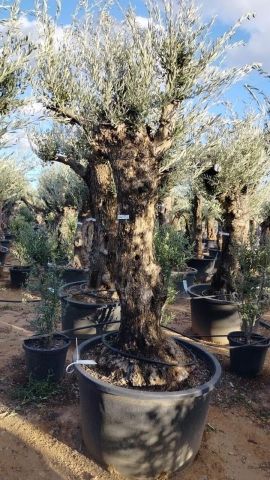 OLEA EUROPAEA BONSAI C160-230L 60/80 HT175/200
