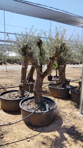 OLEA EUROPAEA BONSAI C160-230L 60/80 HT175/200