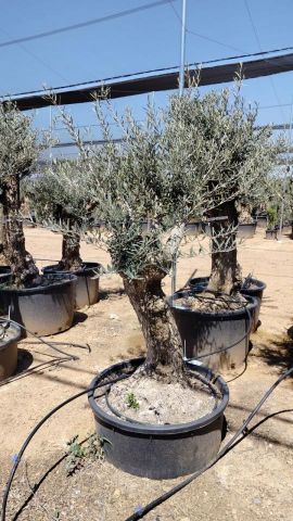 OLEA EUROPAEA BONSAI C160-230L 60/80 HT175/200