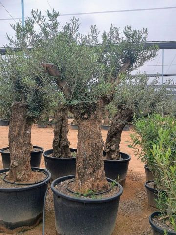 OLEA EUROPAEA-BONSAI 60/80 HT170/220 TERRINA