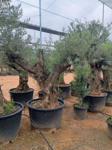 OLEA EUROPAEA BONSAI C160-230L 60/80 HT175/200