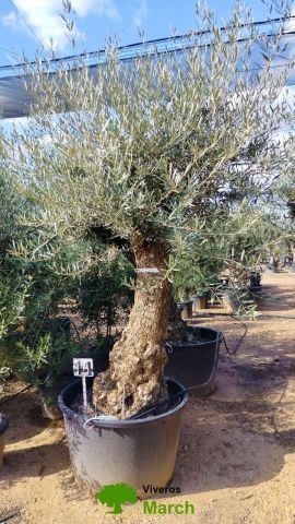 OLEA EUROPAEA BONSAI C160-230L 60/80 HT175/200