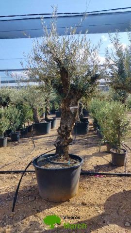 OLEA EUROPAEA BONSAI C160-230L 60/80 HT175/200