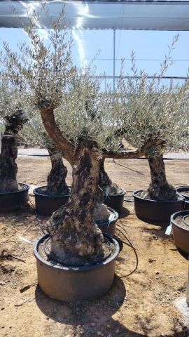 OLEA EUROPAEA BONSAI C160-230L 60/80 HT175/200