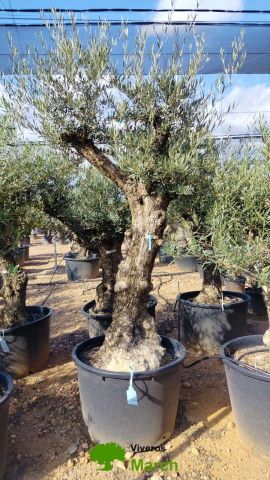 OLEA EUROPAEA BONSAI C160-230L 60/80 HT175/200