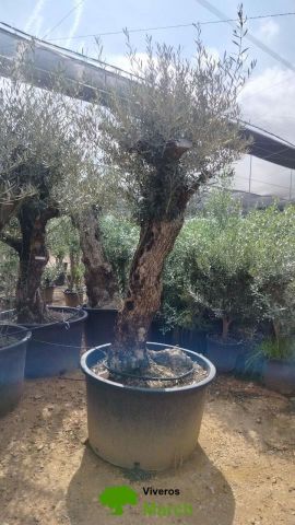 OLEA EUROPAEA BONSAI C160-230L 60/80 HT175/200