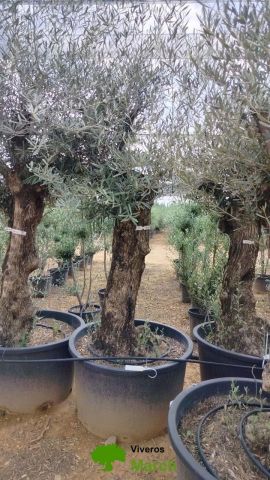 OLEA EUROPAEA BONSAI C160-230L 60/80 HT175/200