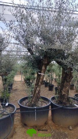 OLEA EUROPAEA BONSAI C160-230L 60/80 HT175/200