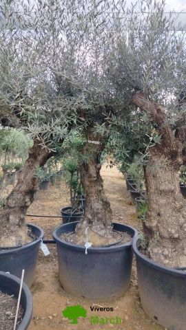 OLEA EUROPAEA BONSAI C160-230L 60/80 HT175/200