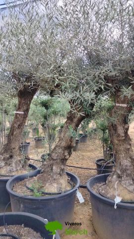 OLEA EUROPAEA BONSAI C160-230L 60/80 HT175/200