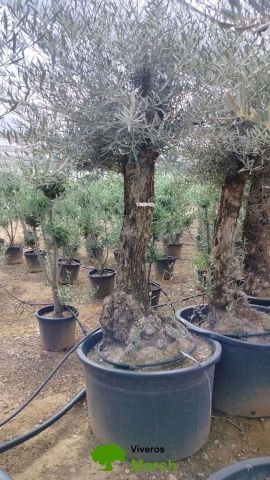 OLEA EUROPAEA BONSAI C160-230L 60/80 HT175/200