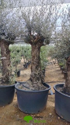OLEA EUROPAEA BONSAI C160-230L 60/80 HT175/200