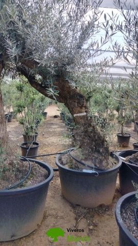 OLEA EUROPAEA BONSAI C160-230L 60/80 HT175/200