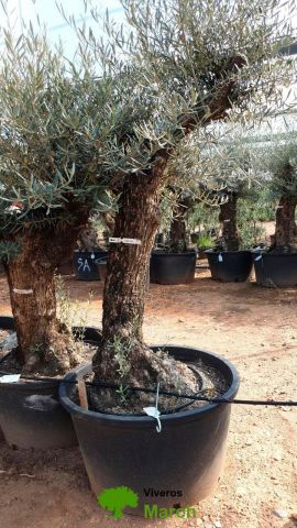 OLEA EUROPAEA BONSAI C160-230L 60/80 HT175/200