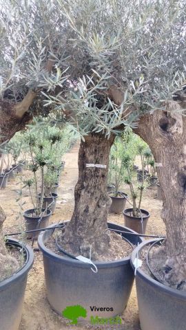 OLEA EUROPAEA BONSAI C160-230L 60/80 HT175/200