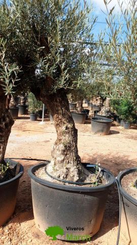 OLEA EUROPAEA BONSAI C160-230L 60/80 HT175/200