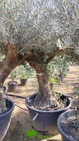 OLEA EUROPAEA BONSAI C160-230L 60/80 HT175/200