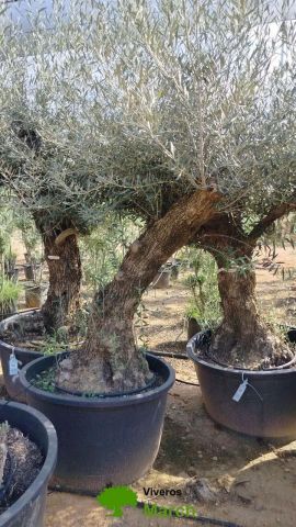 OLEA EUROPAEA BONSAI C160-230L 60/80 HT175/200