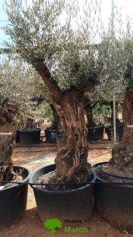OLEA EUROPAEA BONSAI C160-230L 60/80 HT175/200