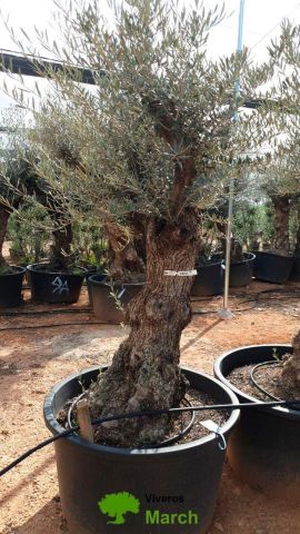 OLEA EUROPAEA BONSAI C160-230L 60/80 HT175/200