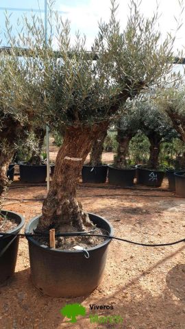 OLEA EUROPAEA BONSAI C160-230L 60/80 HT175/200