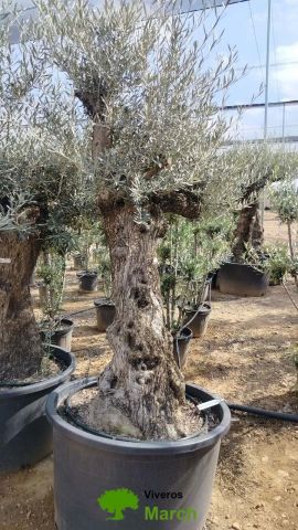 OLEA EUROPAEA BONSAI C160-230L 60/80 HT175/200