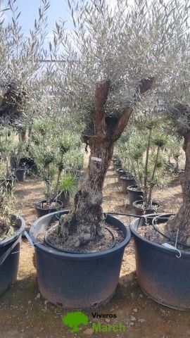 OLEA EUROPAEA BONSAI C160-230L 60/80 HT175/200