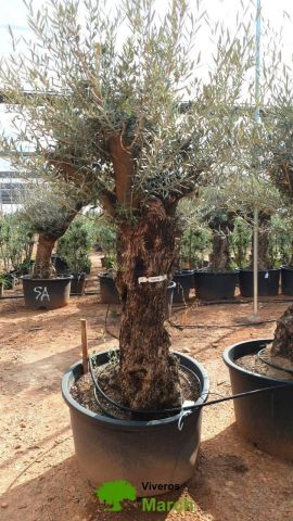 OLEA EUROPAEA BONSAI C160-230L 60/80 HT175/200