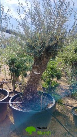 OLEA EUROPAEA BONSAI C160-230L 60/80 HT175/200