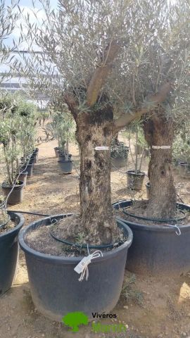 OLEA EUROPAEA BONSAI C160-230L 60/80 HT175/200