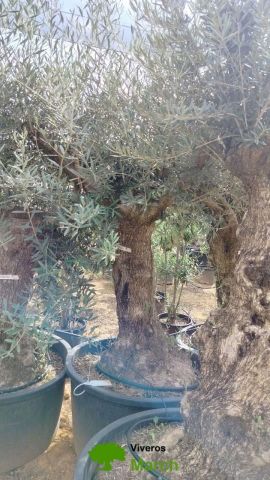 OLEA EUROPAEA BONSAI C160-230L 60/80 HT175/200