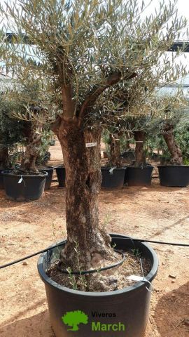 OLEA EUROPAEA BONSAI C160-230L 60/80 HT175/200