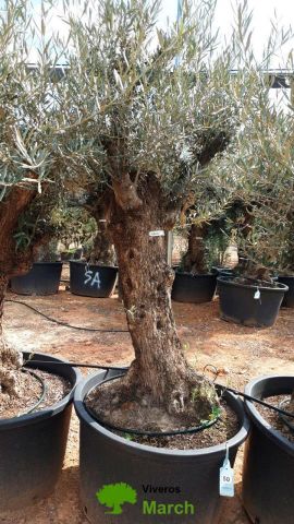 OLEA EUROPAEA BONSAI C160-230L 60/80 HT175/200